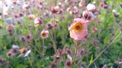 Geum rivale 'Mai Tai'